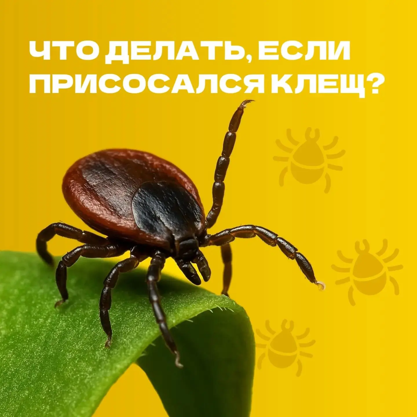 🛑Обнаружили клеща? Действуйте правильно!
Сезон активности клещей в самом разгаре. Эти насекомые явл