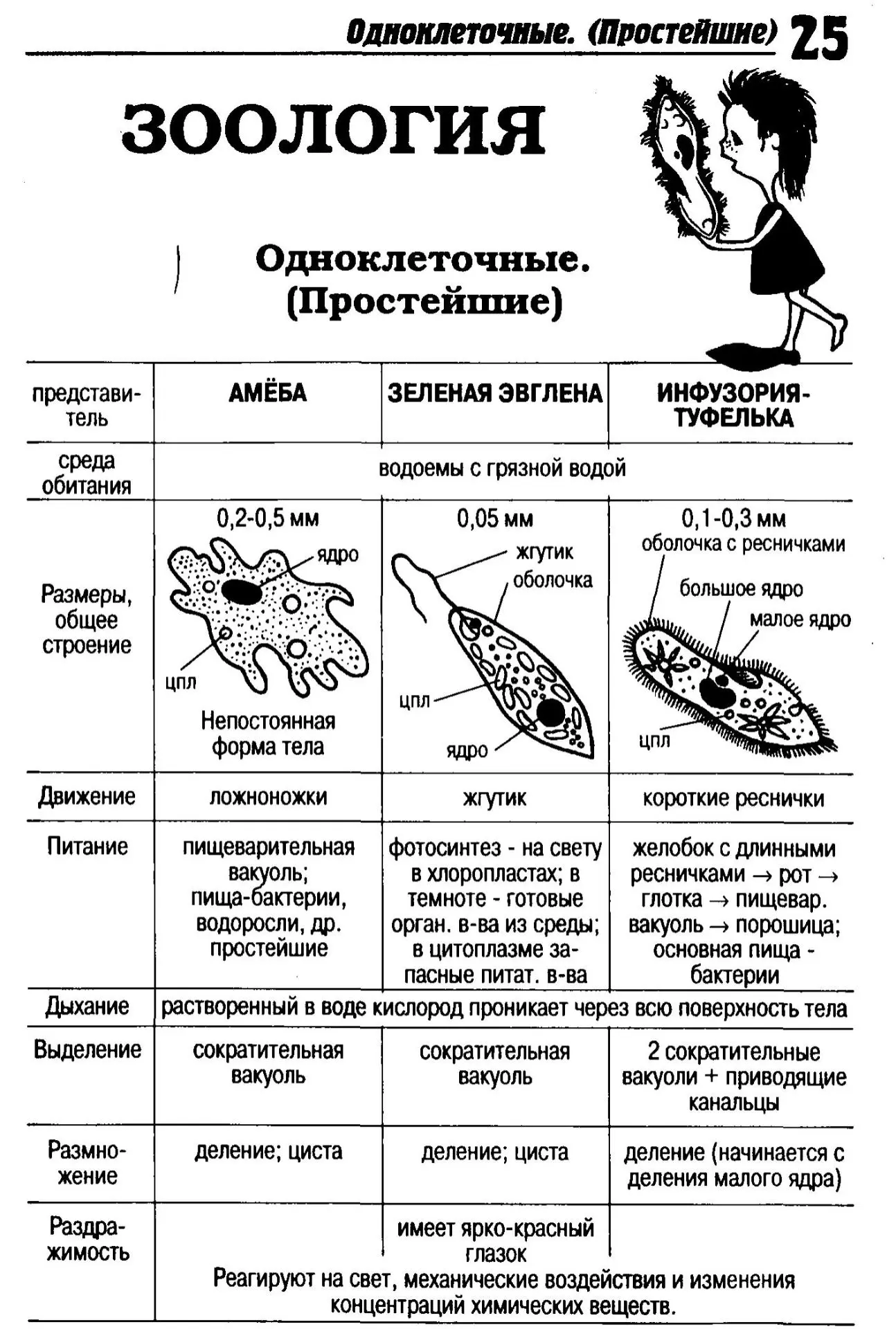 Зоология: одноклеточные и многоклеточные организмы