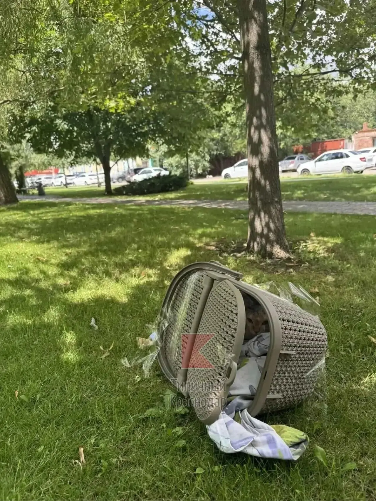 В Солнечном сквере нашли кота, запертого в замотанной скотчем корзинке

Брошенного питомца обнаружил