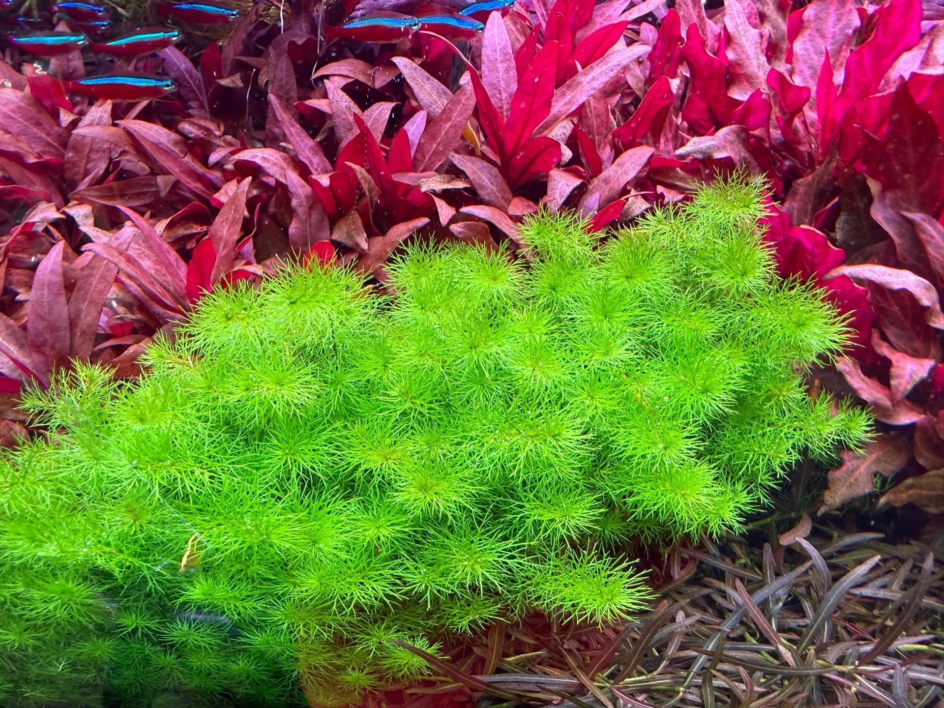 Перистолистник Гайана (Myriophyllum sp. «Guyana»)

💧Обладает средними темпами роста 
Благодаря свои