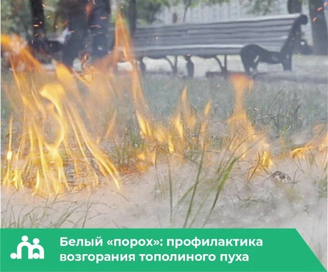 💭Ежегодно в летнее время тополиный пух становится причиной возникновения пожаров в городе, поскольк
