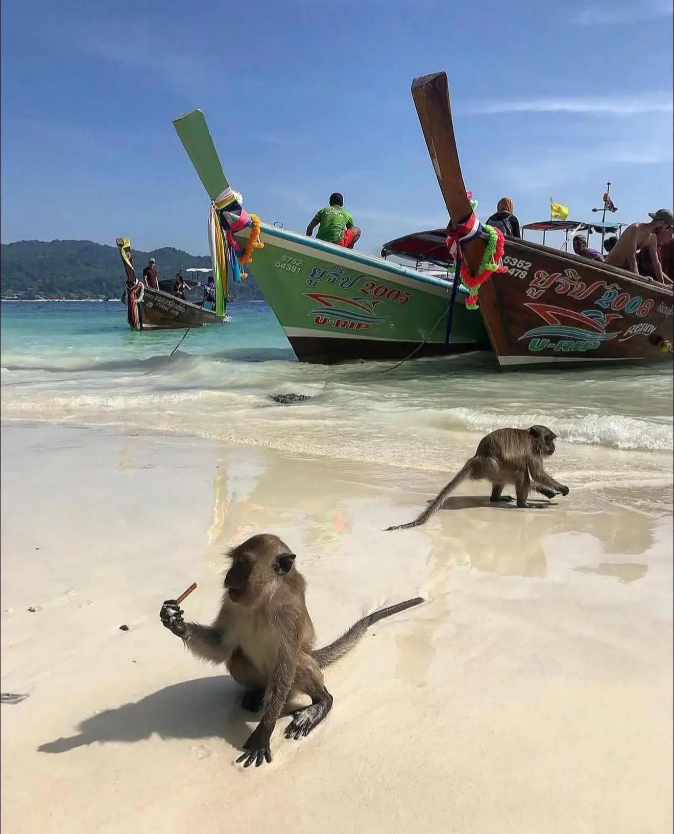 Monkey beach, Phi Phi islands, Thailand