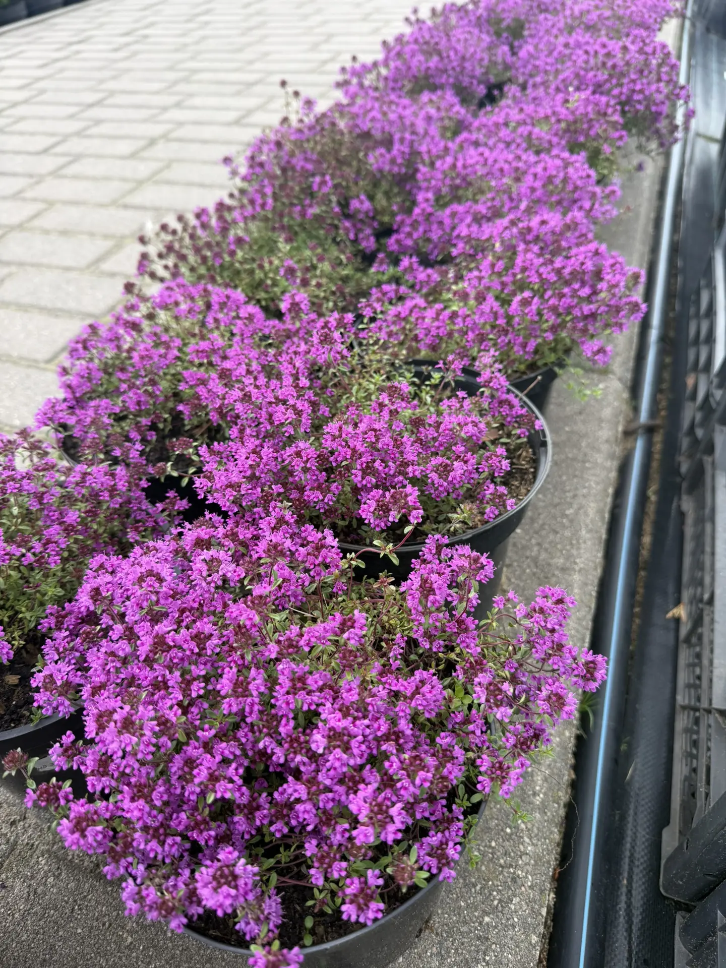 🌿ОГРОМНЫЙ ассортимент многолетников в продаже 

✅ от почвопокровных до небольших кустиков 
✅тень/со