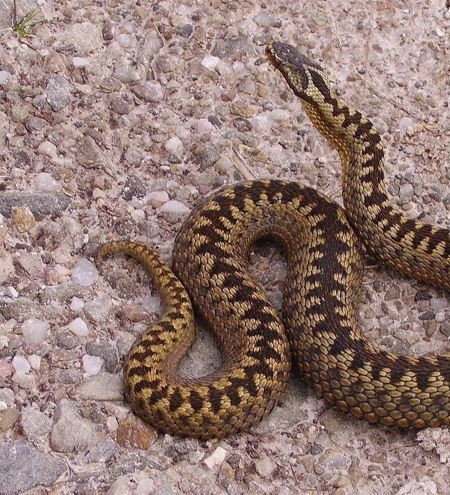 🐍 Москвич едва не погиб после укуса гадюки

Мужчина решил самостоятельно выработать иммунитет к яду