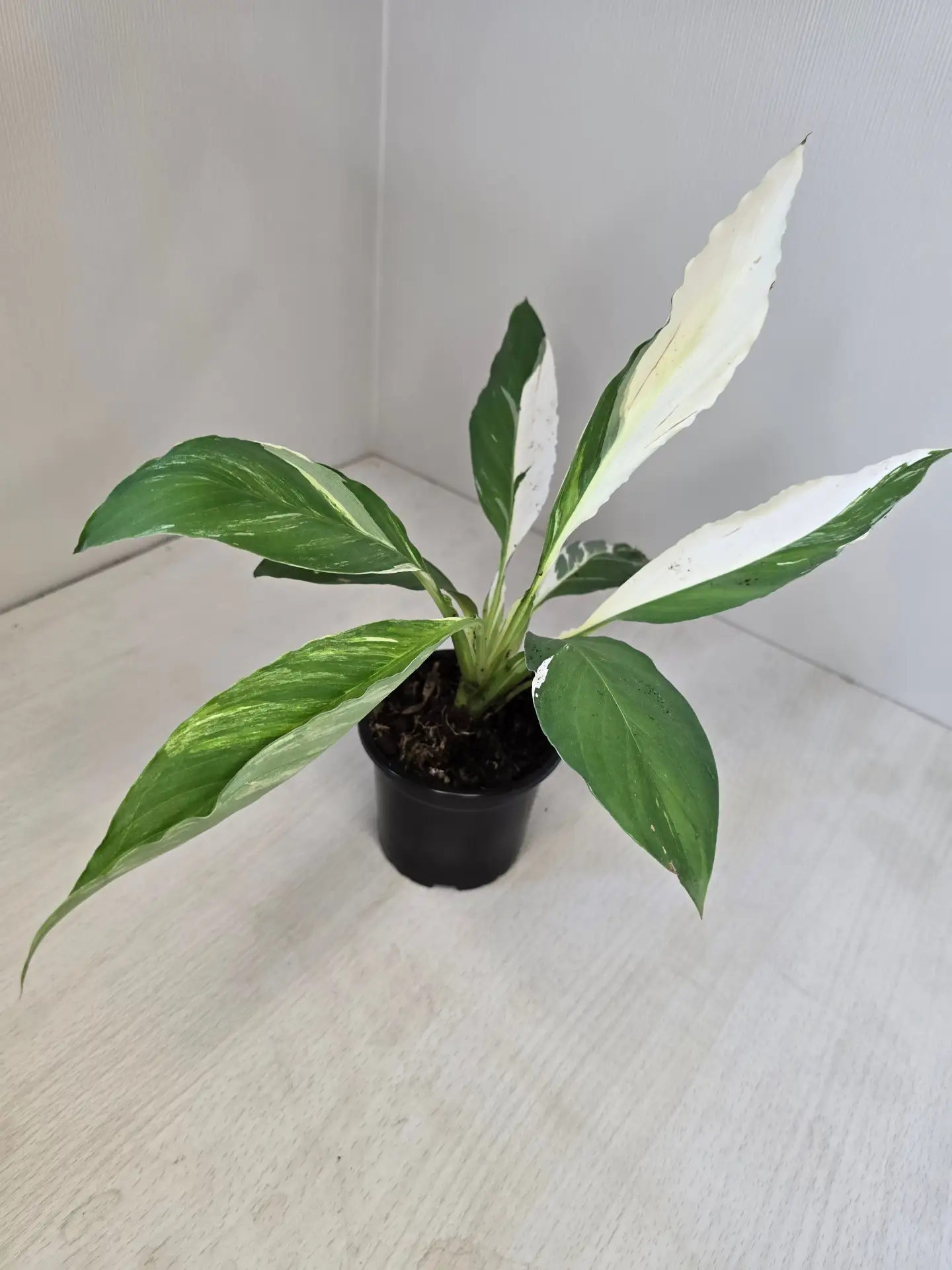 Spathiphyllum Sensation 6000p (выбор есть)