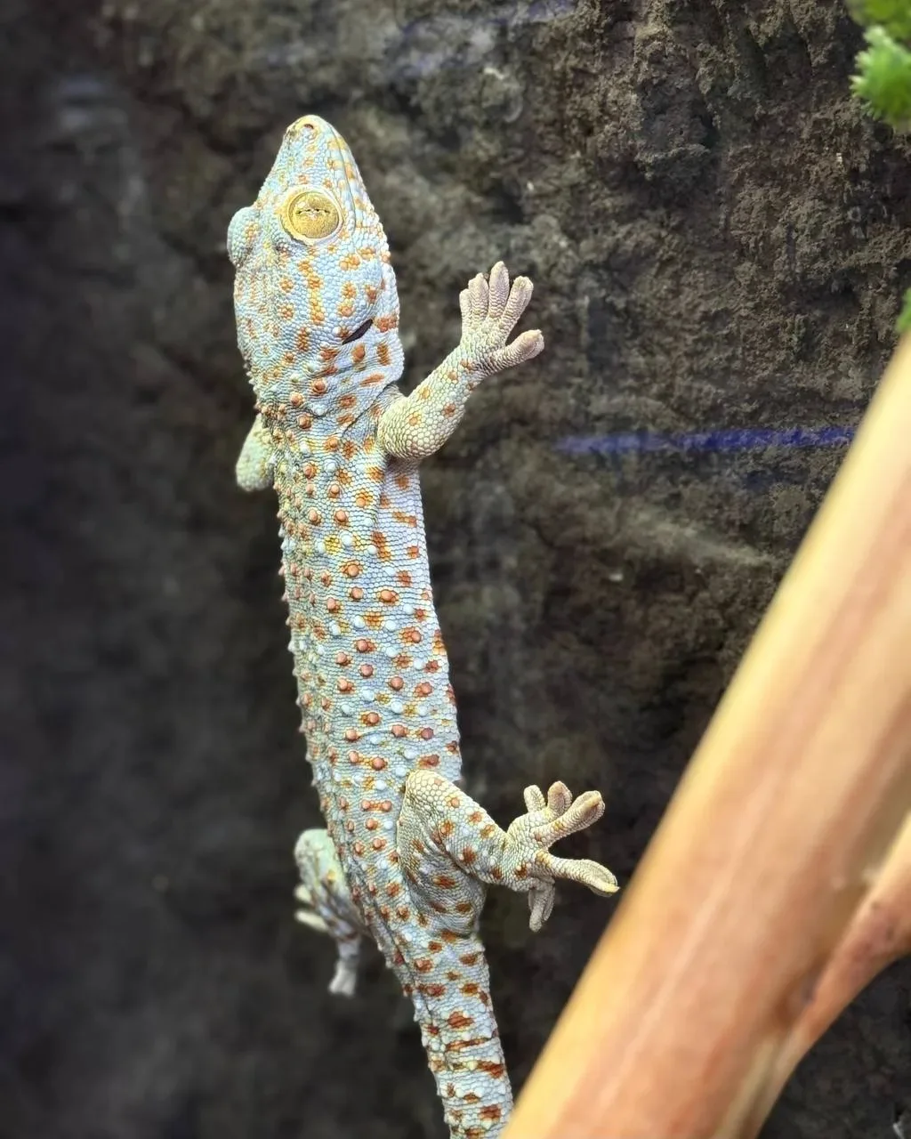 В океанариуме Екатеринбурга появился новый обитатель🦎

Это геккон Токки. 
Он обитает в Юго-Восточно