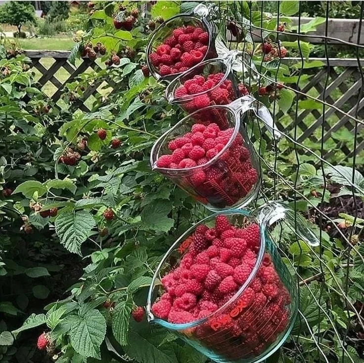 Почему малине полезна горчица? 🍓

Горчичный раствор — эффективное средство против долгоносика (опас