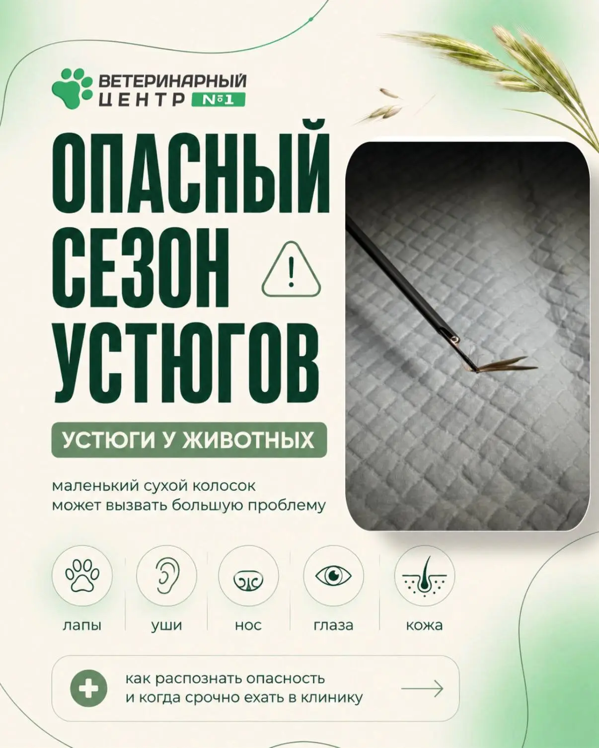 ❗️ОПАСНЫЙ СЕЗОН УСТЮГОВ❗️ маленький колосок, который может стать большой проблемой

Летом после прог