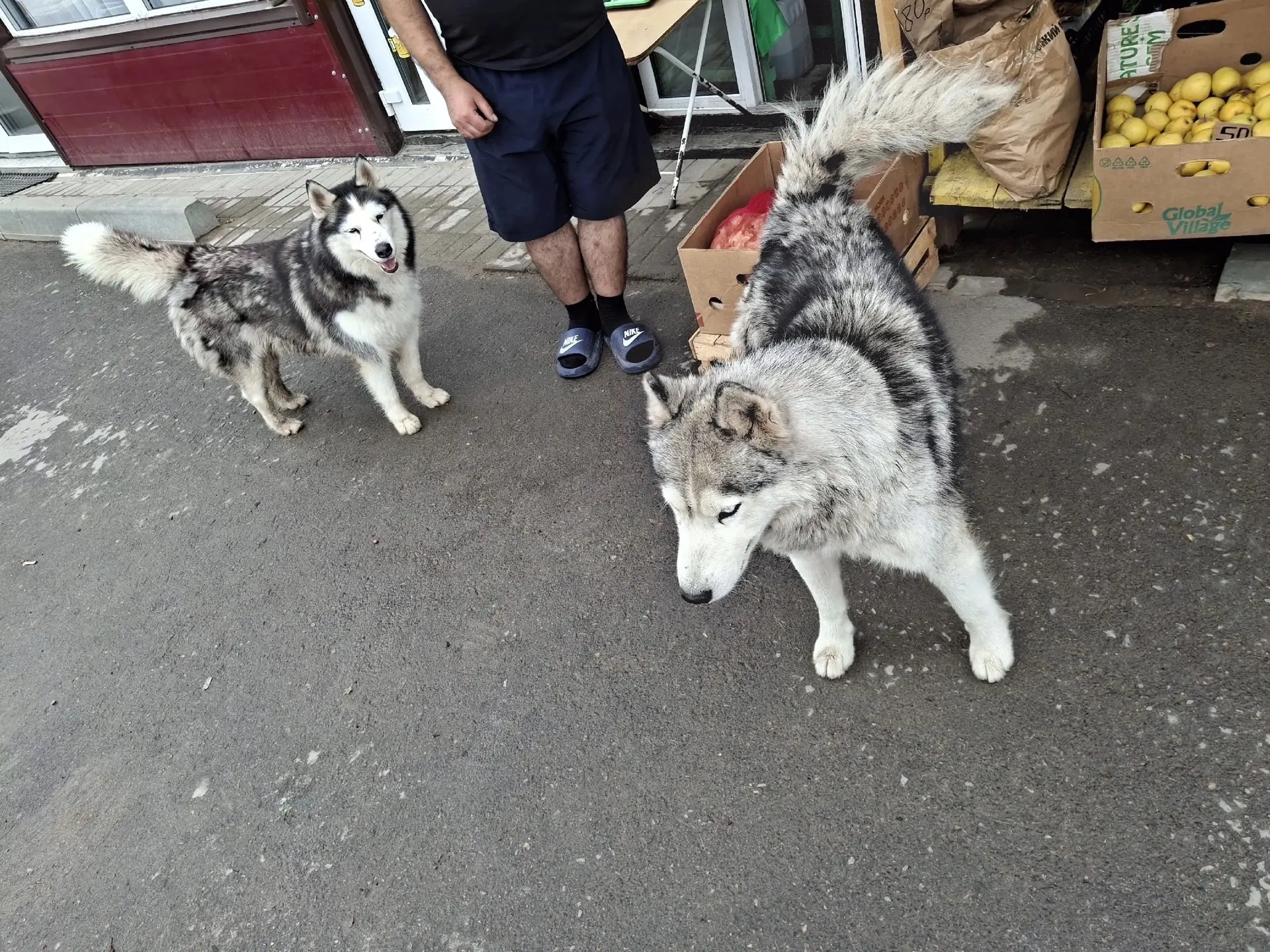 🐕Бегают у магазина Богема, чьи?