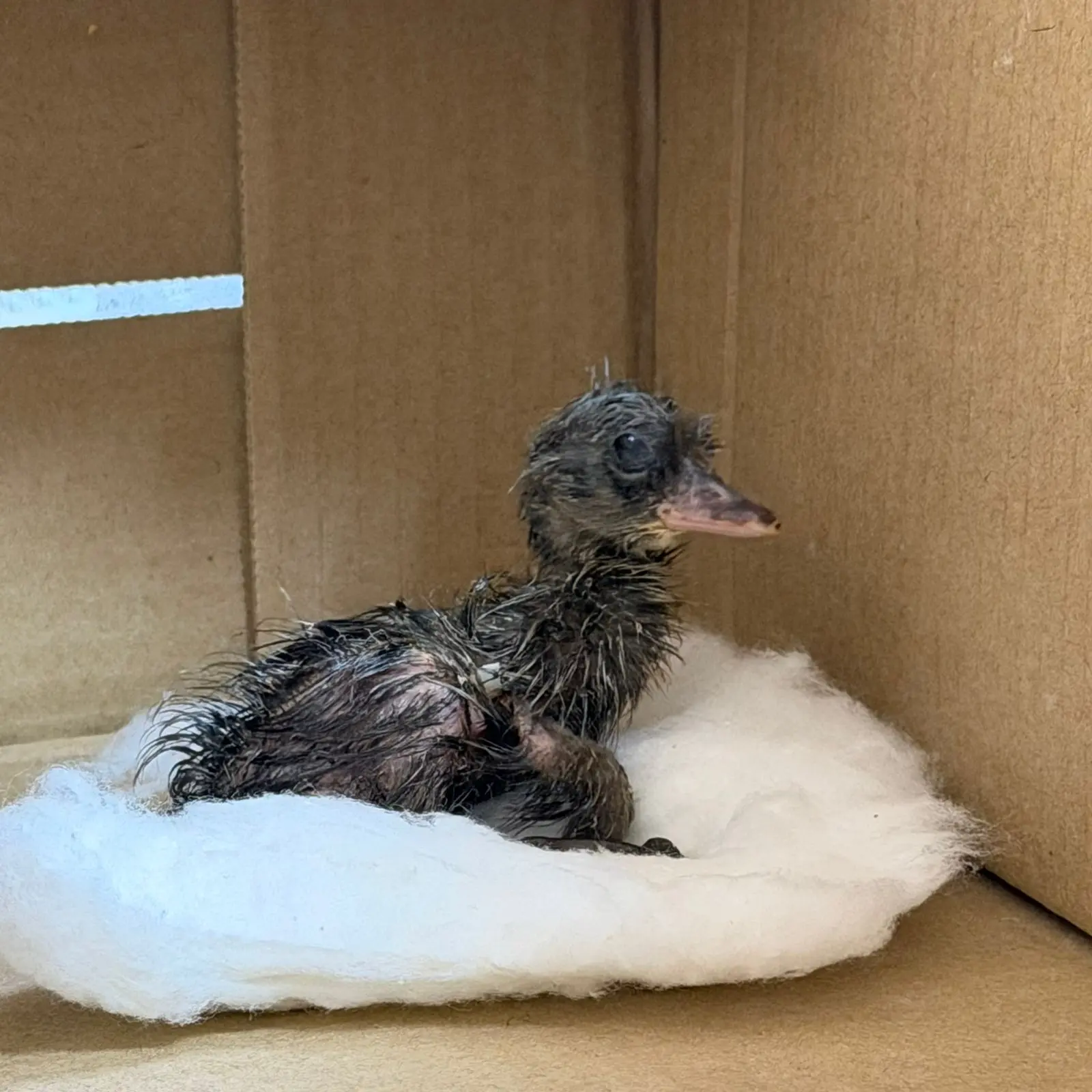 *Главная новость дня: Жилиндинский утёнок🦆*
В Жилинде произошло настоящее чудо, которое согрело и р