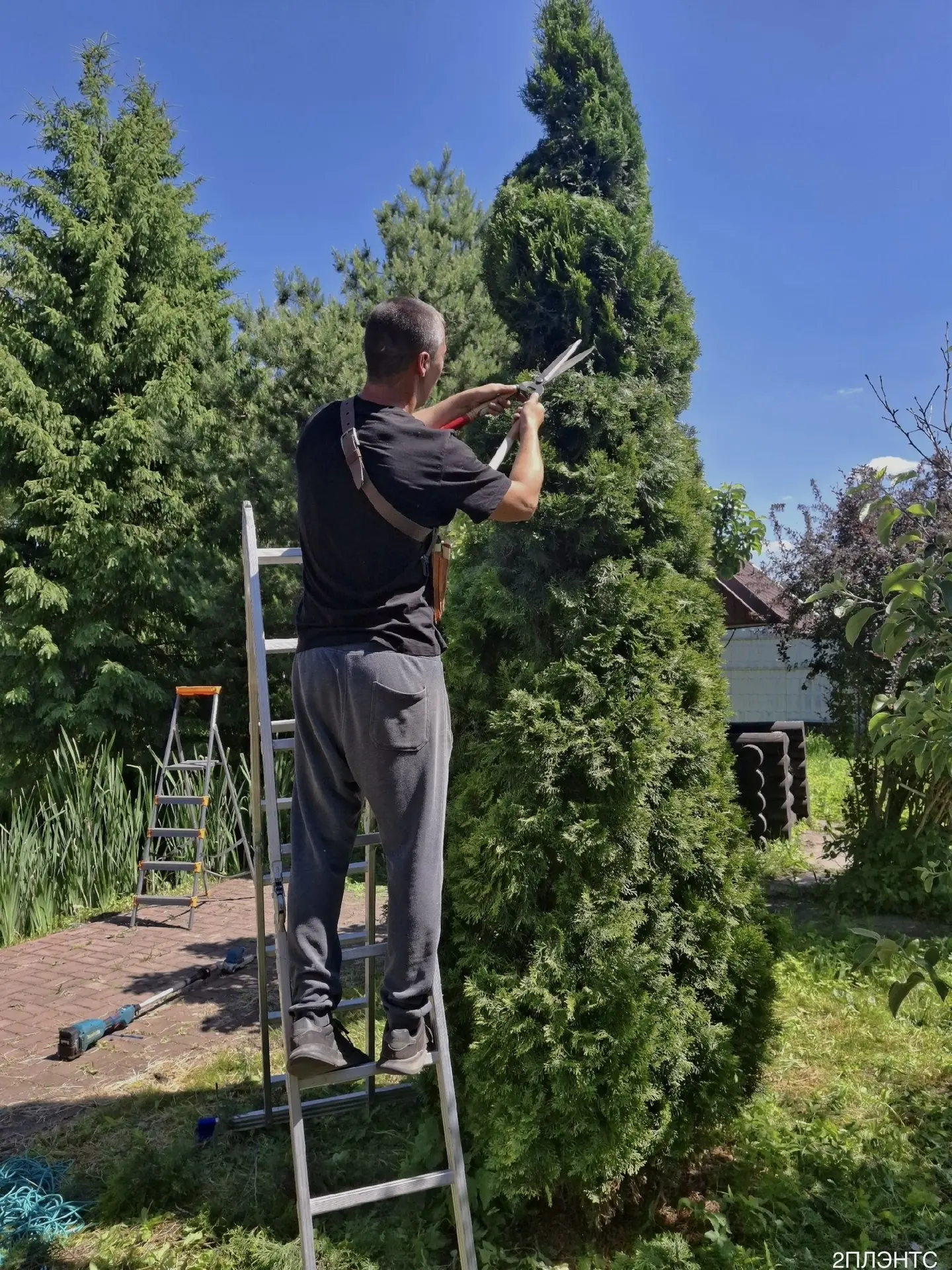 🌲 Профессиональная топиарная стрижка туй!

На фото — туя в форме спирали. Смотрится очень эффектно 