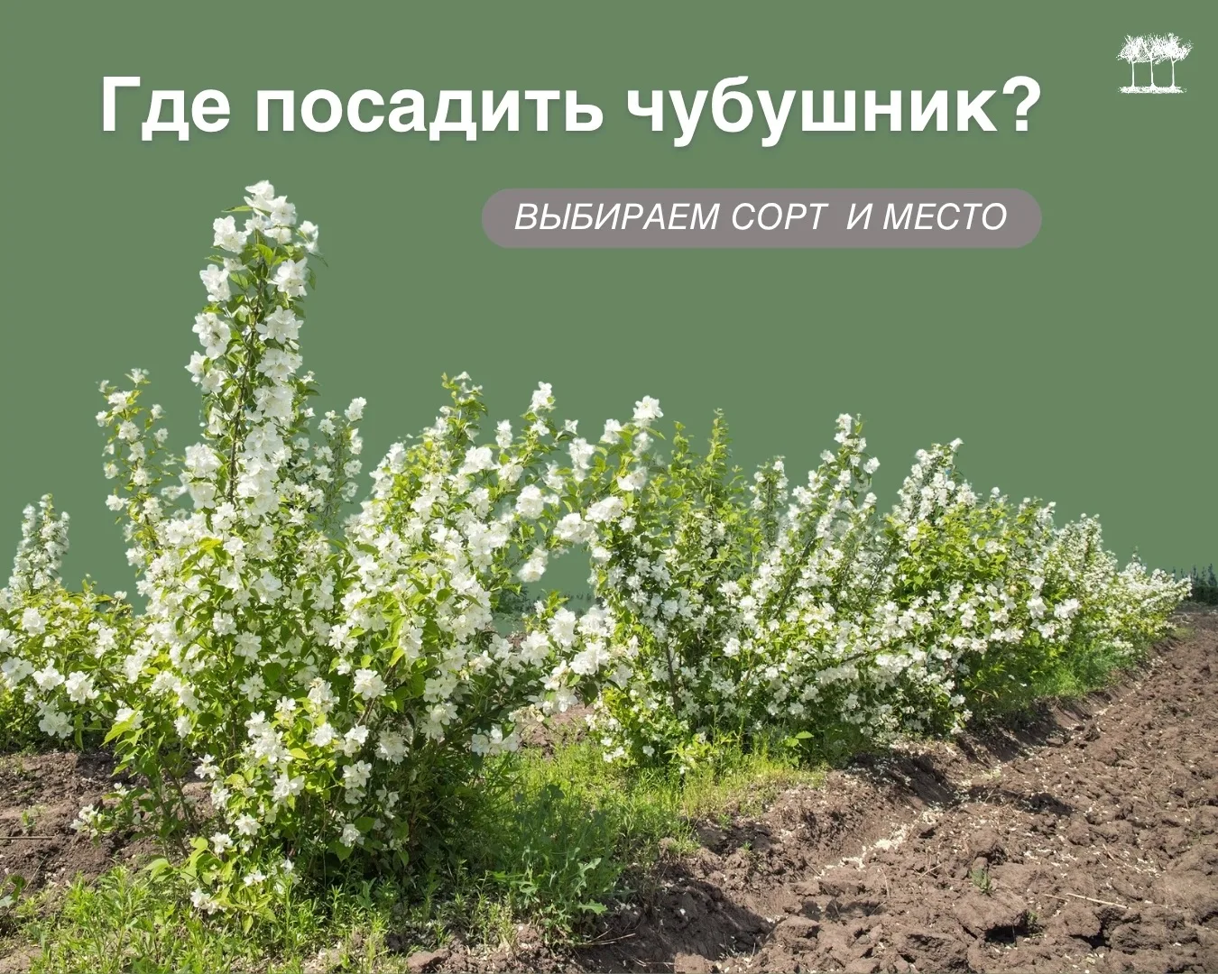 Чубушник – один из самых благодарных кустарников! 
Он не капризничает, растёт почти на любой почве, 