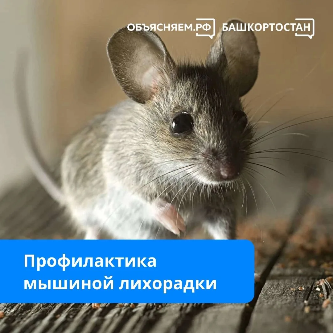 Геморрагическая лихорадка с почечным синдромом (ГЛПС) или «мышиная лихорадка» – смертельно опасное з
