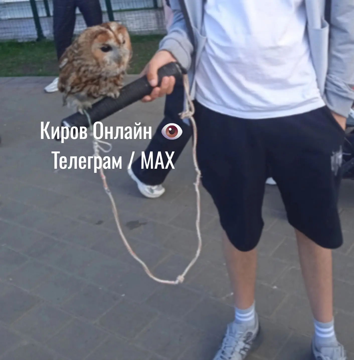 "Птиц эксплуатируют": кировчане бьют тревогу из-за уличных фотографов с совами

Кировчане заявляют, 