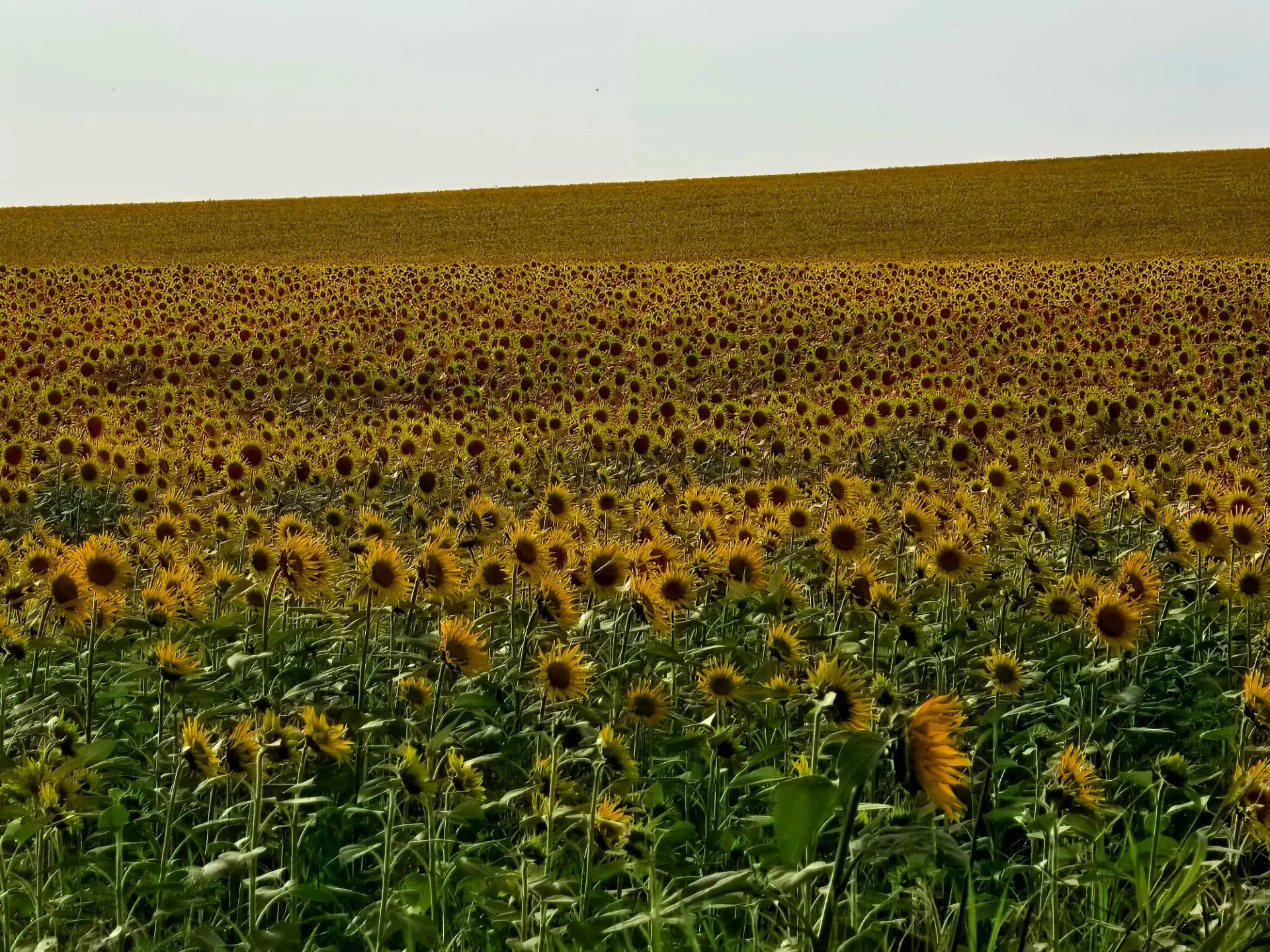 🌻 Море подсолнухов недалеко от Майкопа

Давно я не видел рядом с Майкопом таких больших полей 😍

Е