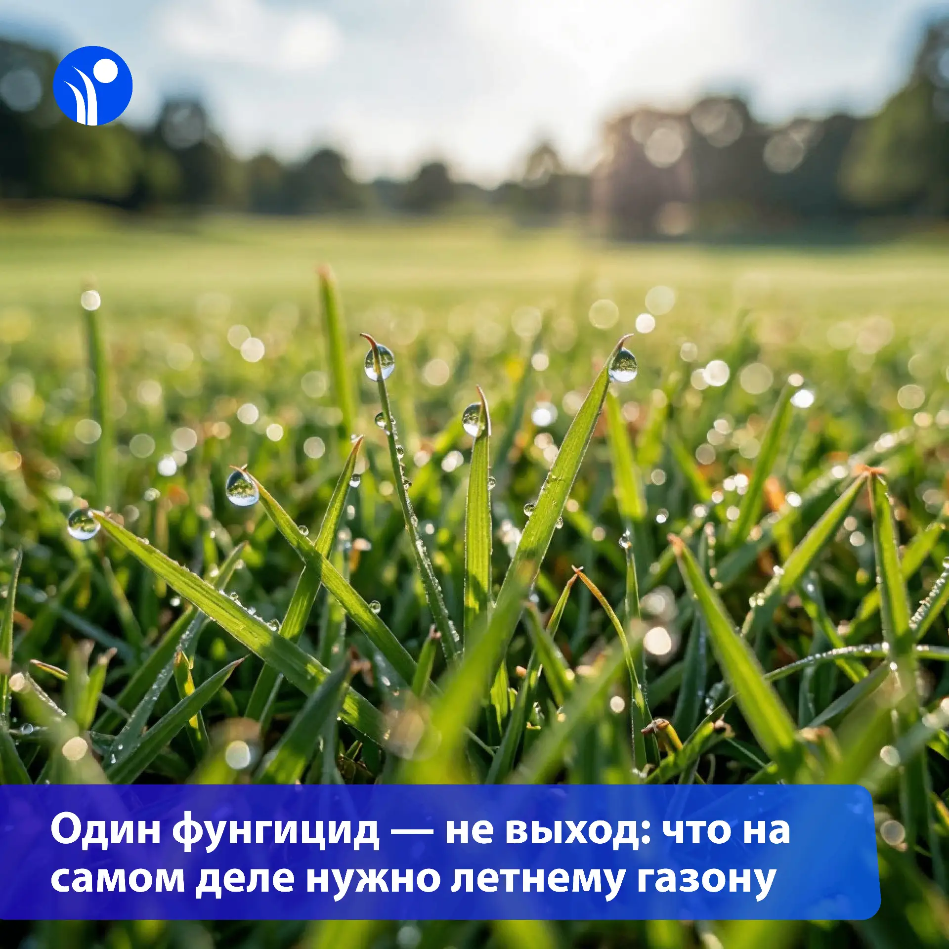 🌱Летом газон может «сгореть» даже при хорошей агрономии.

Полив есть, питание есть, техника работае