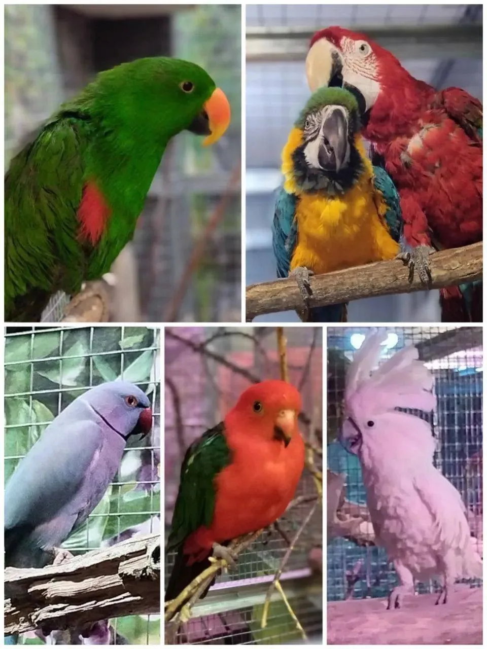 🦜 Больше 30 видов попугаев живёт в Новороссийске: где познакомиться с какаду, аро и другими

Новоро
