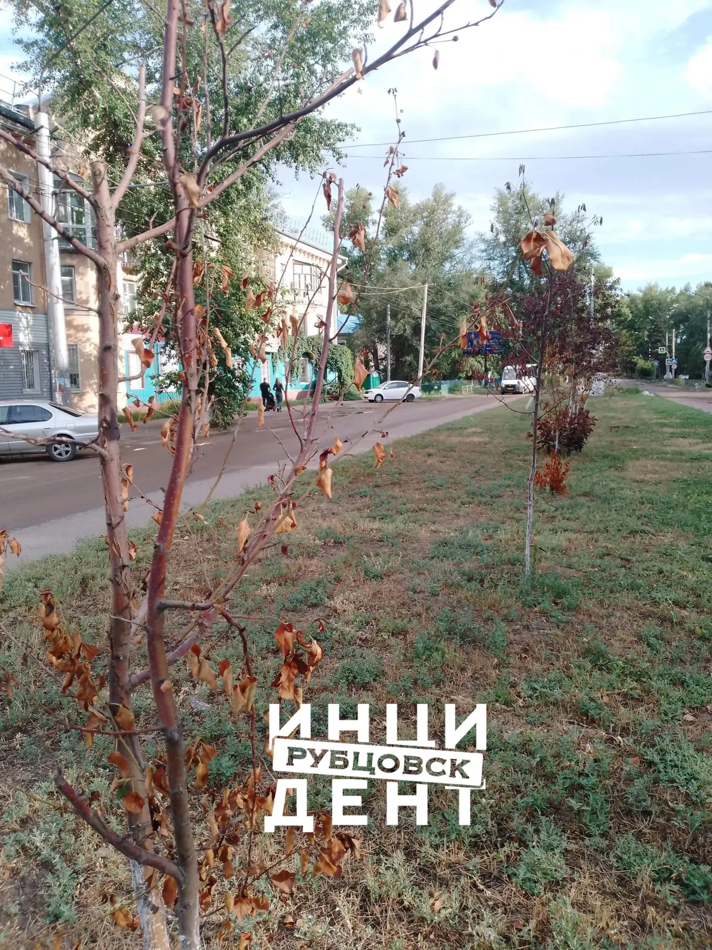 Молодые деревья на проспекте Ленина снова засыхают

Жители Рубцовска вновь пожаловались на засыхающи