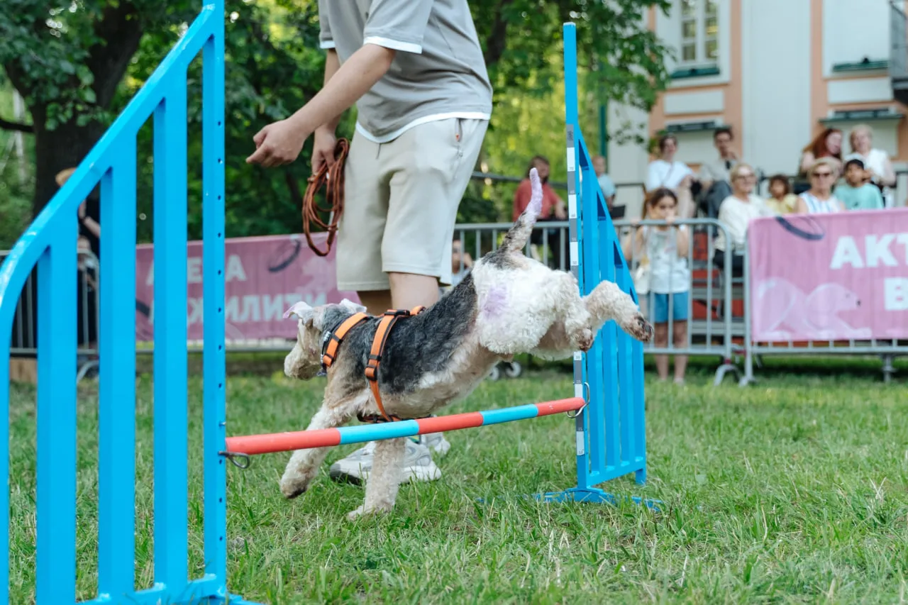 PETSHOP DAYS – фестиваль домашних животных

27 и 28 июня, 12:00–22:00

На Крестовском острове пройде