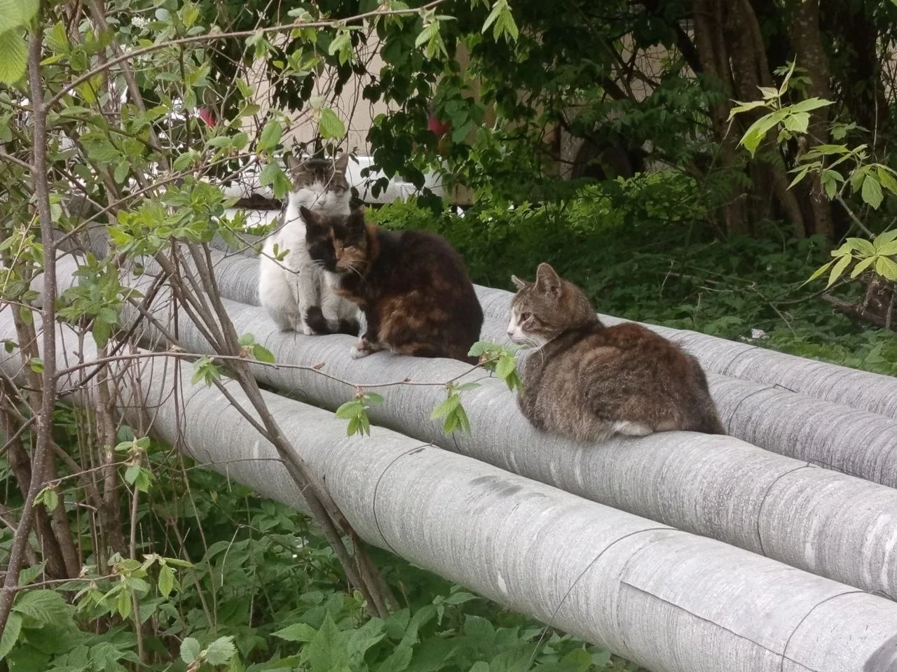 🐈 На одну загадку человечества стало меньше: оказывается, это котики греют нам воду в трубах 

Добр
