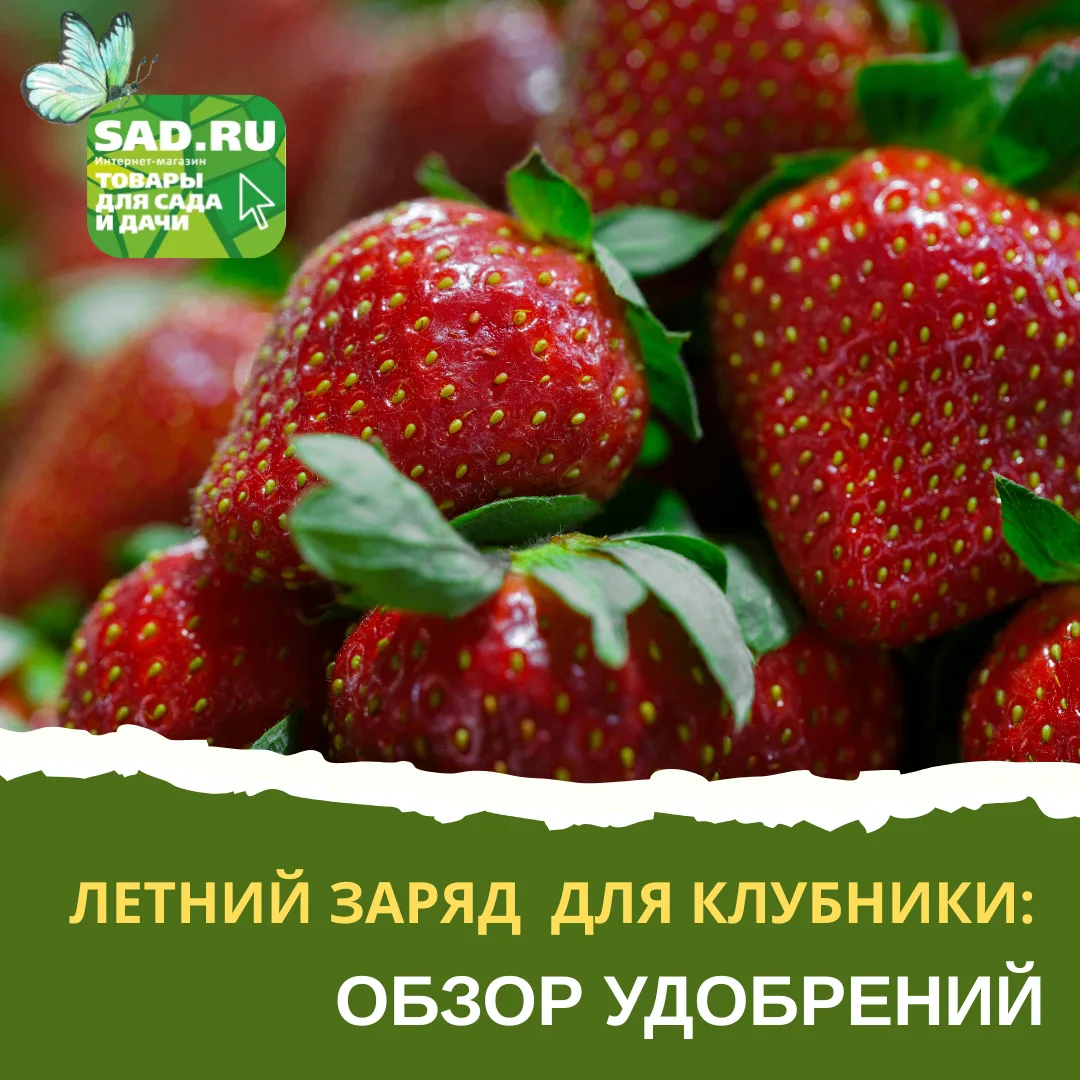 ЛЕТНИЙ ЗАРЯД ДЛЯ КЛУБНИКИ: ОБЗОР УДОБРЕНИЙ
 
🍓Сейчас, когда земляника обильно плодоносит самое врем