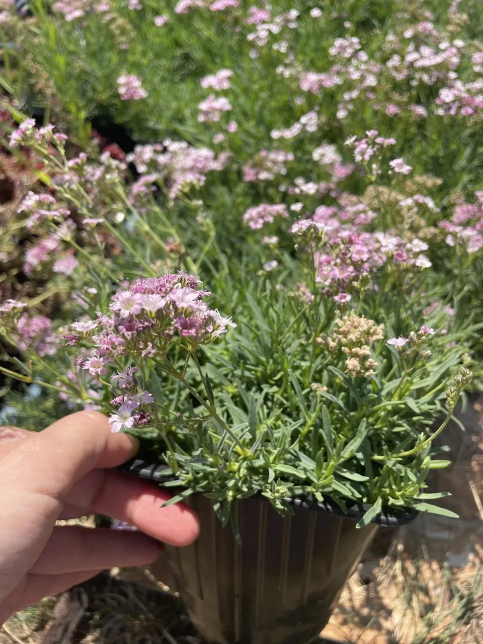 🌿 Мечтаете о красивом саде, который будет радовать долгие годы?

В питомнике декоративных растений 