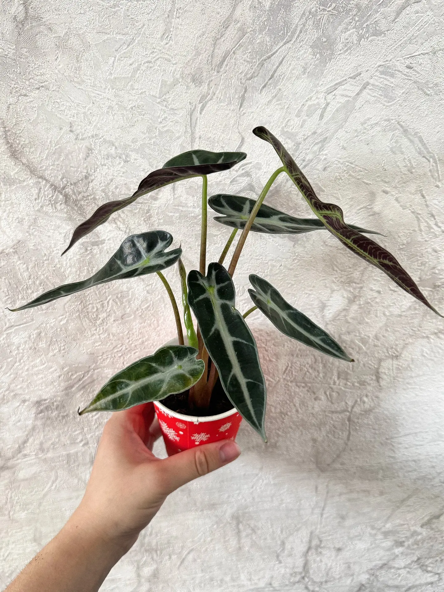 💚 АЛОКАЗИЯ 💚
#продам

Поверья: защищает от недугов.

💲350