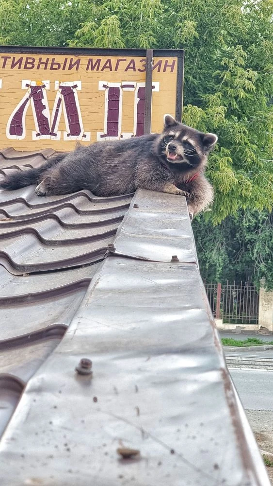 Представьте, если бы вместо голубей, были еноты🤣