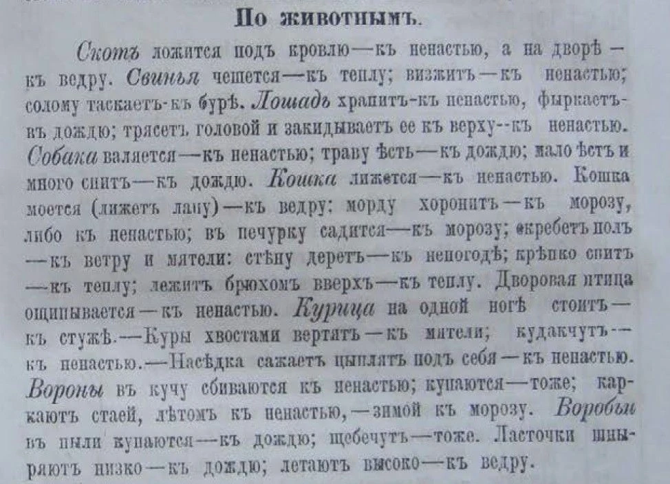 Народные приметы по Кубанскому календарю за 1881 год
Скот ложится под кровлю к ненастью, а на дворе 