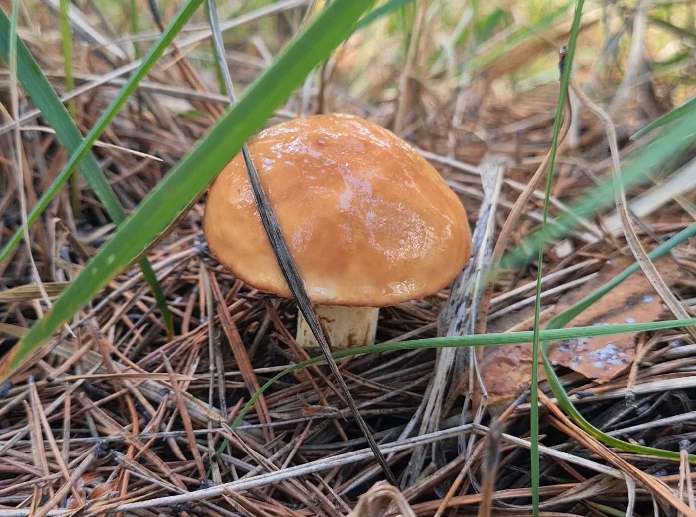 Иногда все планы меняются за считаные часы 😄
Идёшь просто погулять в лес, а тут… грибы 🍄 и всё — м