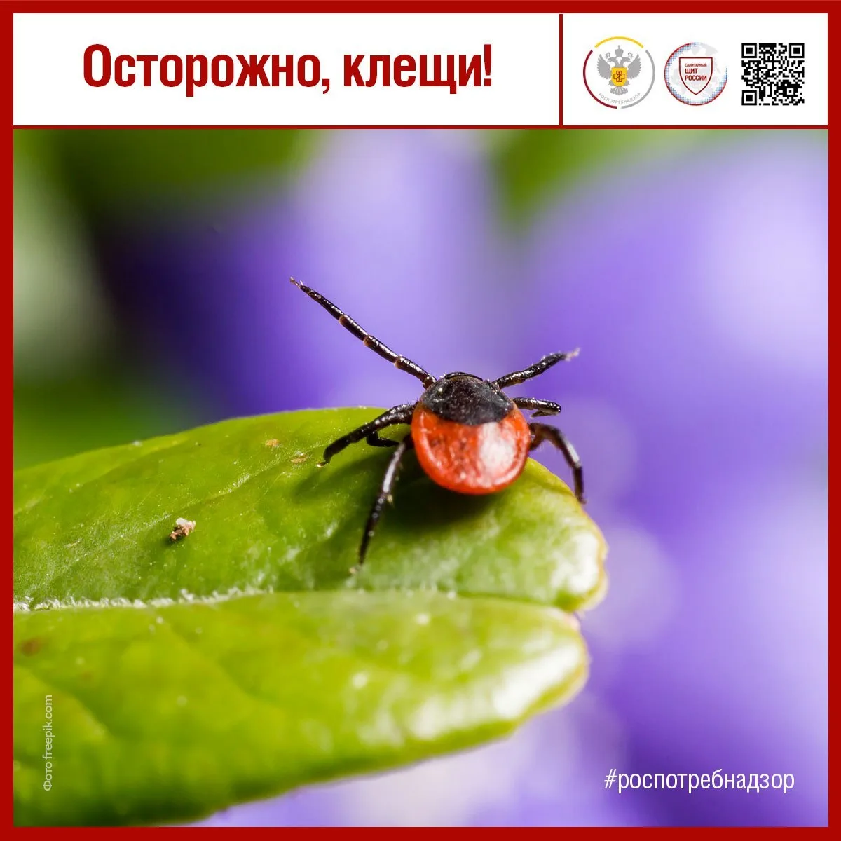 Иксодовые клещи – это семейство клещей, насчитывающее свыше 650 видов. Они распространены по всему м