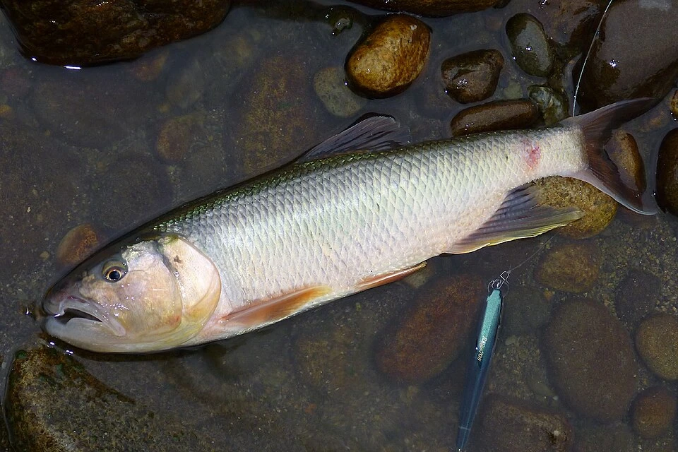 30 мая
🏅 Турнир COASTMASTER-2026 по ловле спиннингом с берега🎣
📆#май2026@fishingsportrus

• Амурс