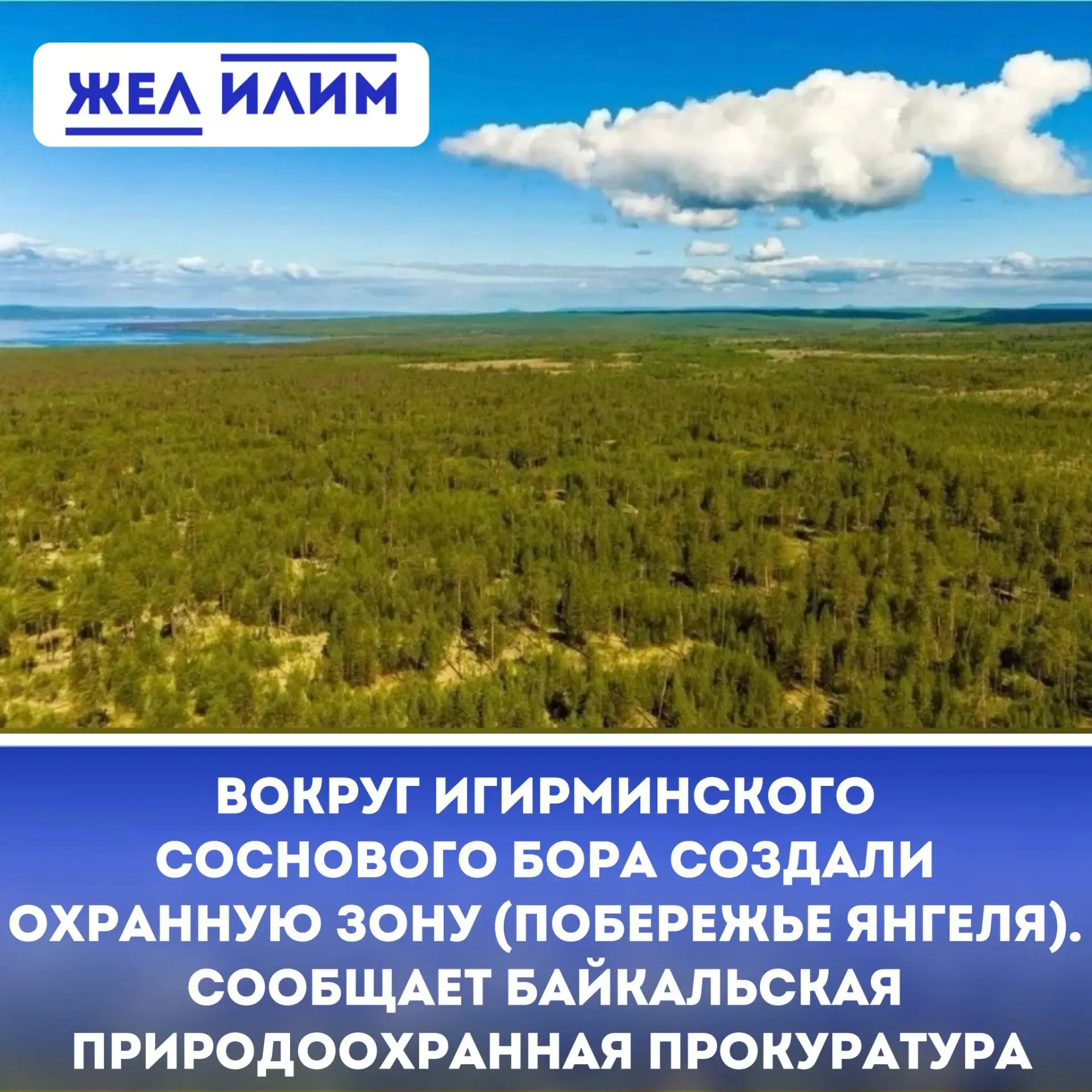 🌲 Вокруг Игирминского соснового бора создали охранную зону. Сообщает Байкальская природоохранная пр