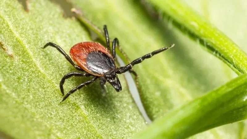 🕷️ Каждый четвертый клещ на Сахалине оказался инфицирован

Показатель оказался в полтора раза выше 