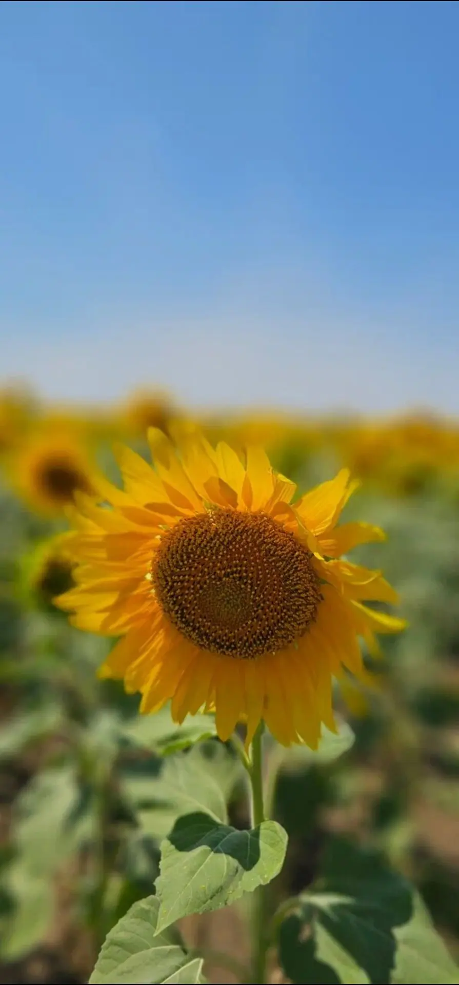🌻🌻🌻🌻🌻🌻🌻🌻🌻🌻🌻🌻🌻