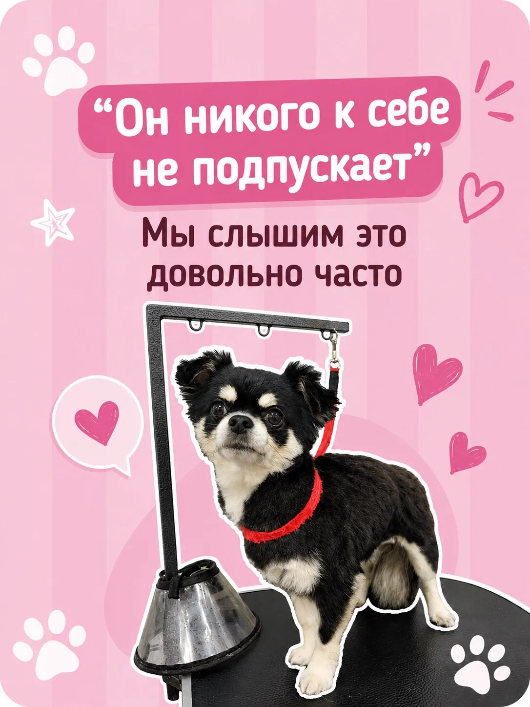 Каждое такое знакомство — маленькая победа для нас ❤️

💁🏻‍♀️ Грумер Ксения
🏠 Салон Слепнева, 21 к