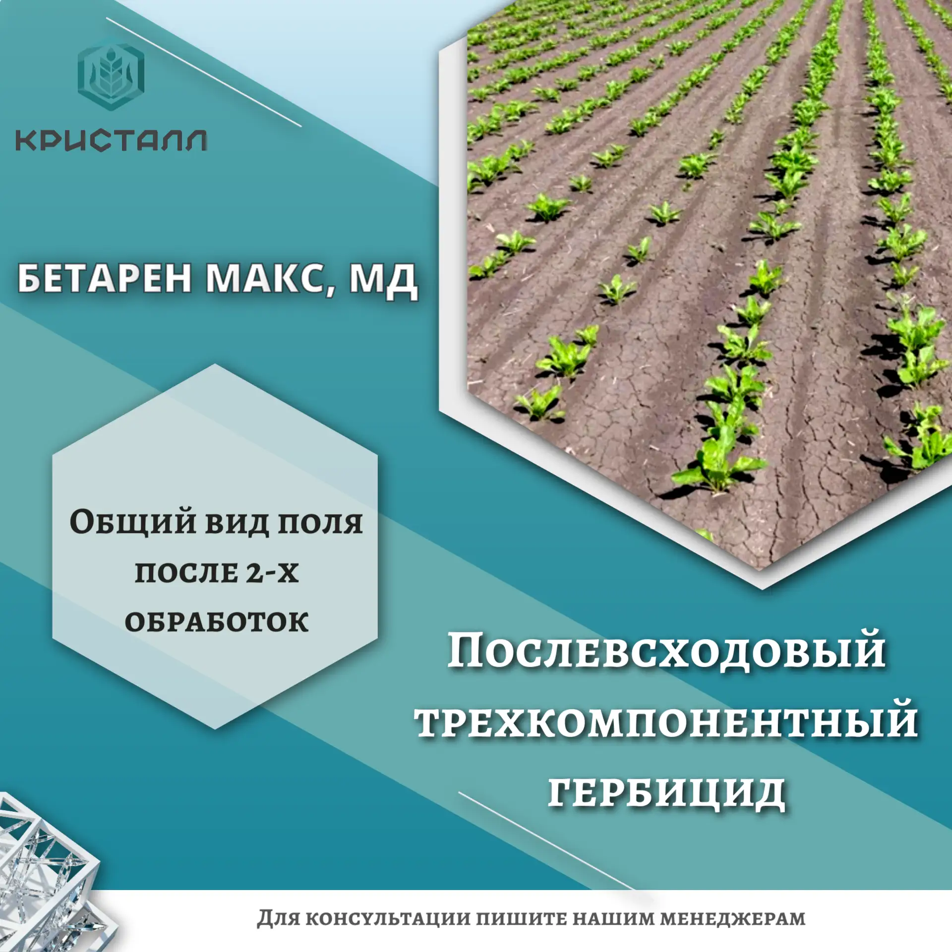 БЕТАРЕН МАКС, МД -
Послевсходовый трехкомпонентный гербицид, с усиленным действием по двудольным сор