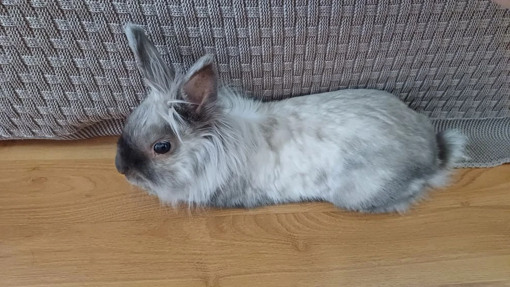 Наш задумчивый Руня)
Ему уже 12 лет.
