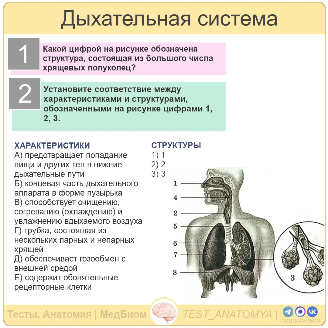 Дыхательная система