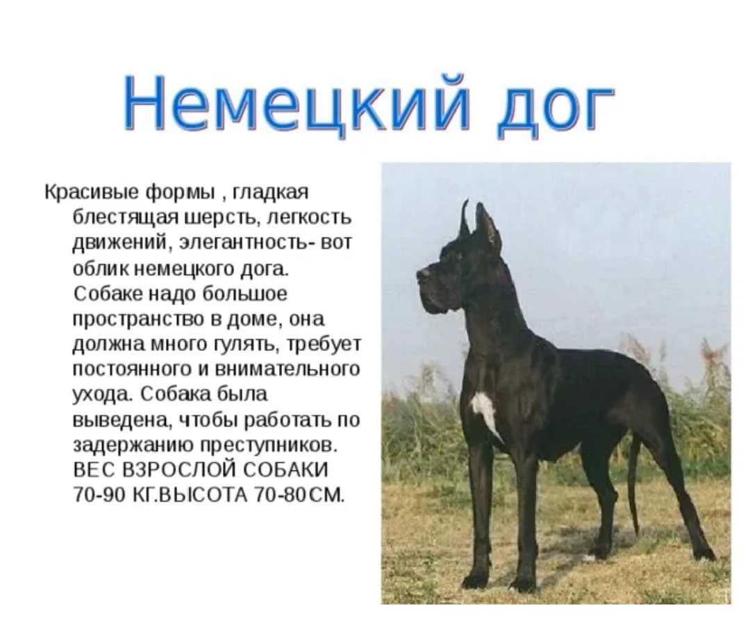 Немного о породах собак