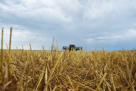 🌾 Фузариозные корневые гнили: почему биология эффективнее
 
Фузариозы сегодня - одна из самых опасн