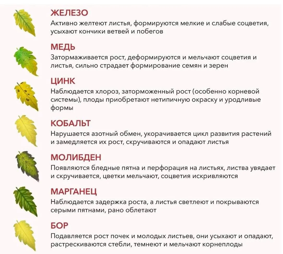 Как понять, чего не хватает растениям — по листьям 👀

Внимательно наблюдайте за растениями — они са