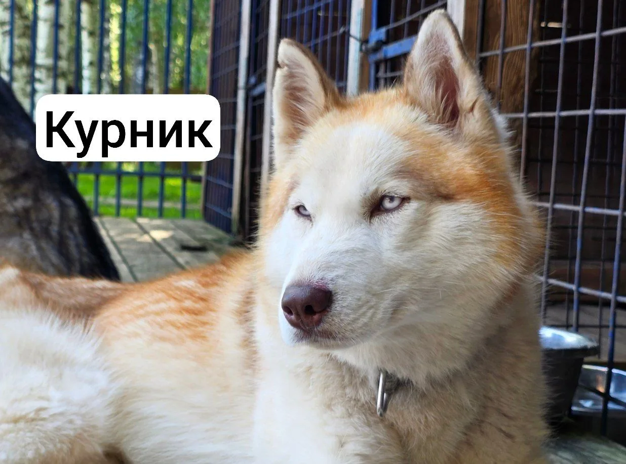 Ну, что, может ДЕНЬ ПРИВЕТОВ летний устроим?

Я тоже вот из стаи принесла вам приветики😍

Хозяева м