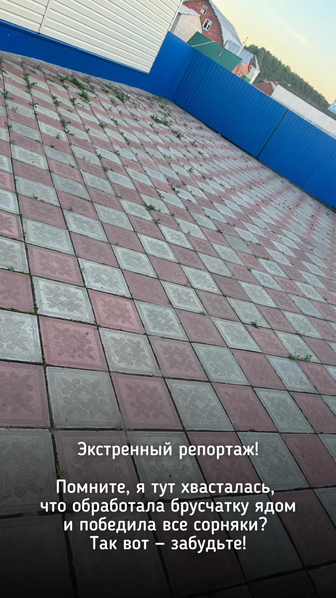 Экстренное включение из бакча! 🚨 Исегездәме, мин мактанып «брусчаткадагы үләннәрне агуладым, барысы