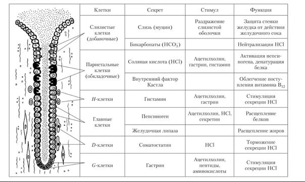 Клетки желудка и их функции