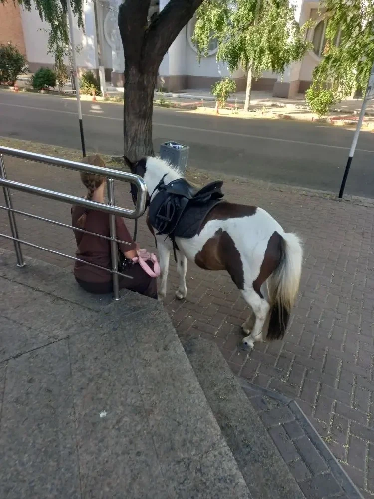 Кони, 🐴 люди и собаки - все смешалось 😁
Зарисовки в центре города