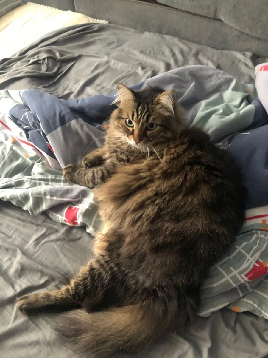 #КотикПодписчика 🥰