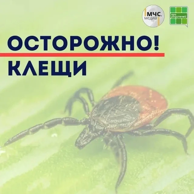 ⚠️ Сезон клещей: не дайте себя укусить

💬 Эти маленькие, но опасные насекомые могут подстерегать ва