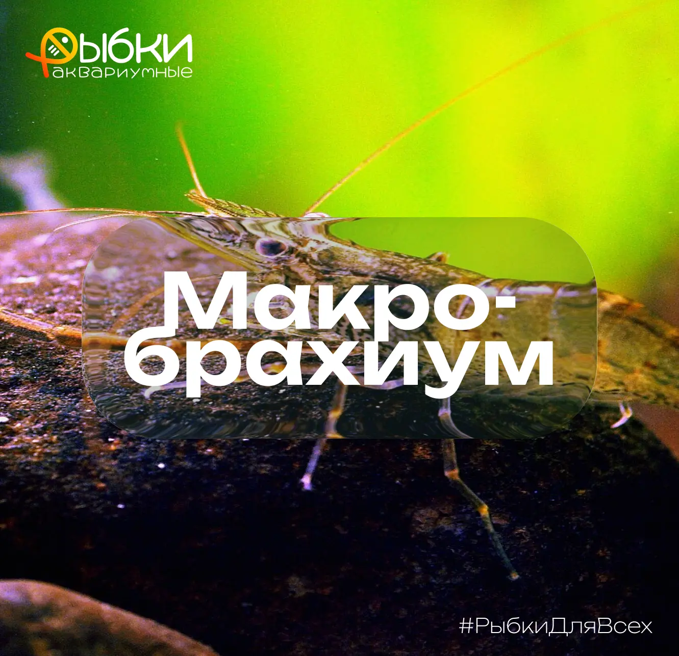 Макробрахиум — род пресноводных креветок 🦐

Название переводится как «большерукие» и отражает анато