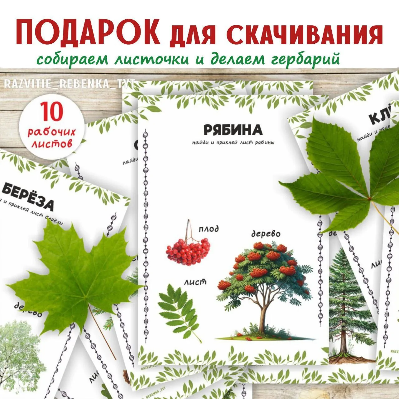 Лето уже началось, а это значит, что деревья уже распустили свои листочки и пора познакомить детей с